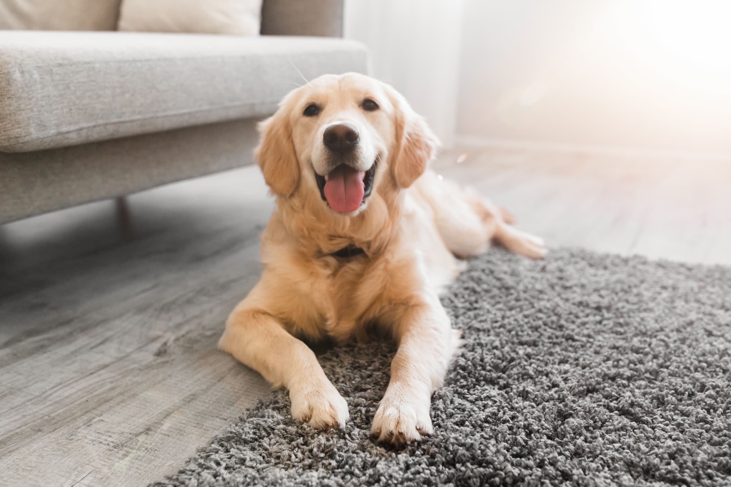 Area rug care guide